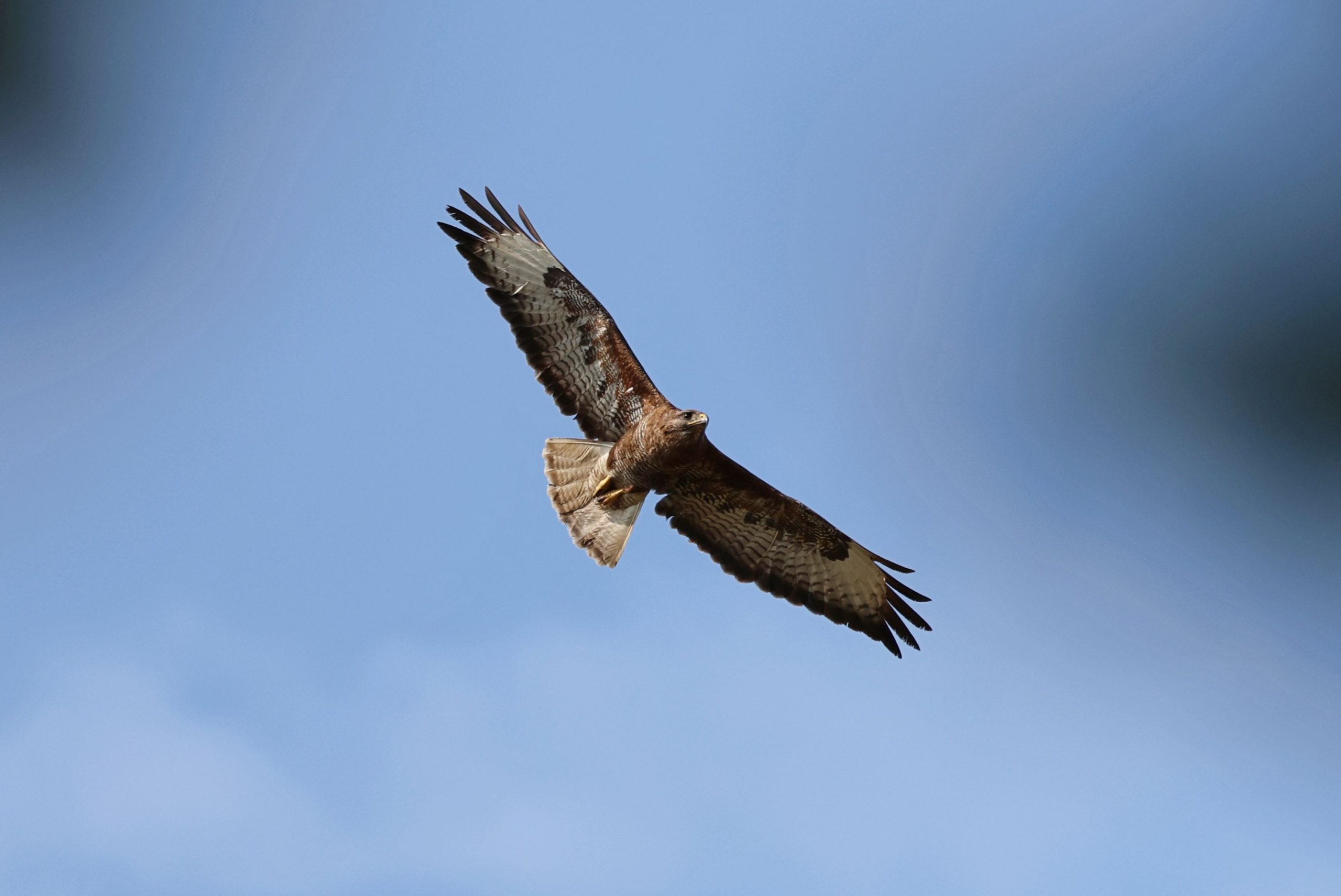 Buse variable en vol — rapace prédateur de poules en plein jour