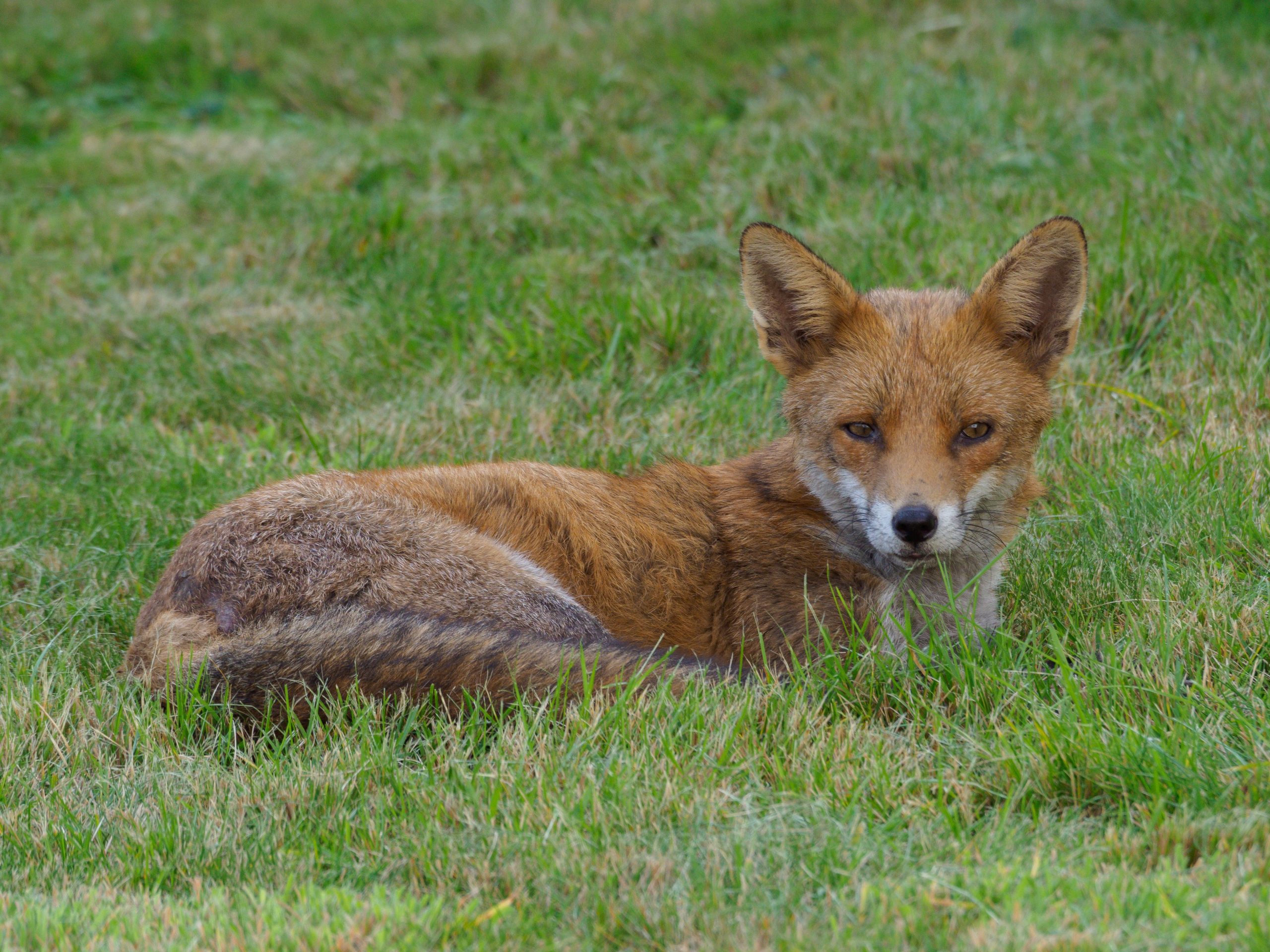 Renard roux couché dans l'herbe — principal prédateur des poules en France