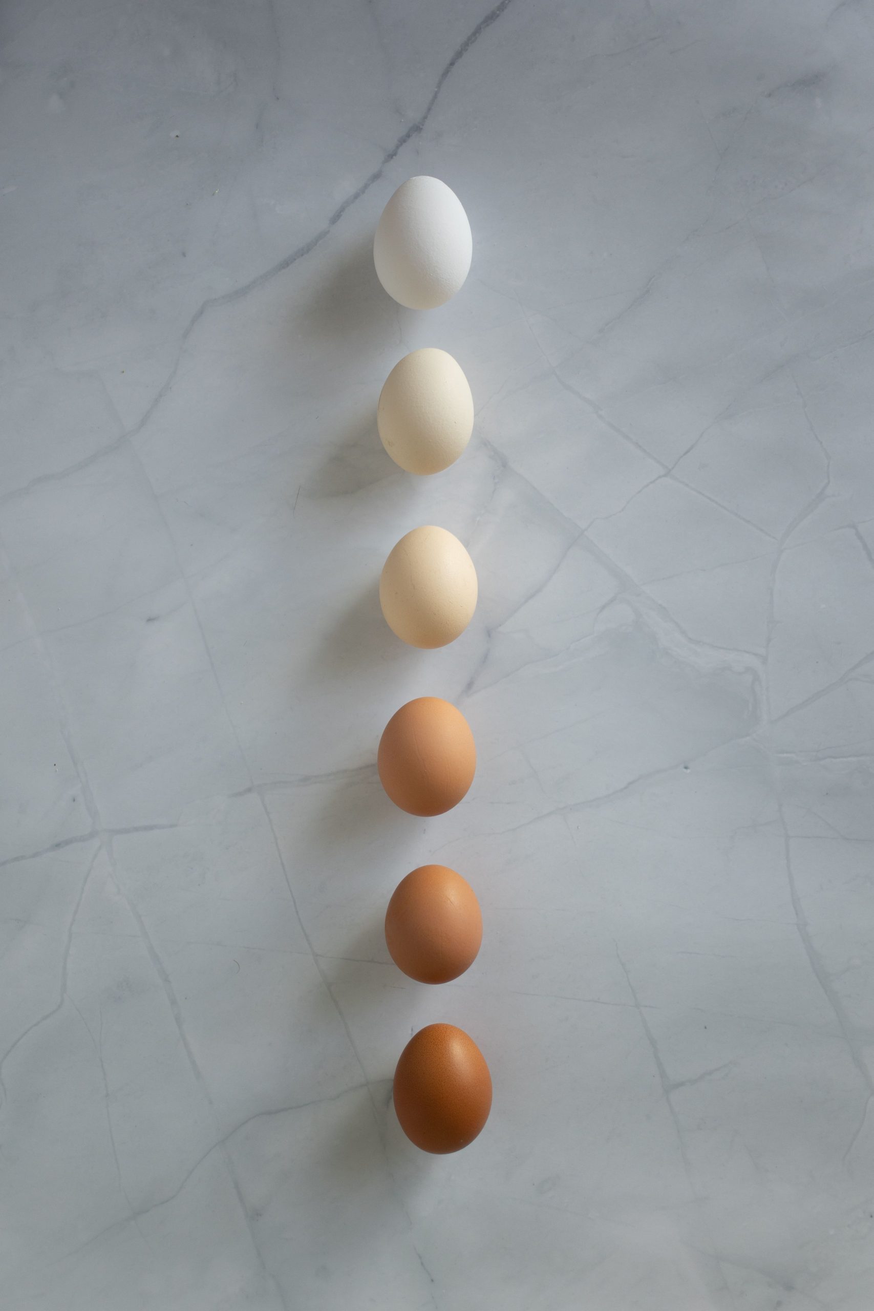 Œufs de différentes couleurs — du blanc au brun foncé selon la race de poule