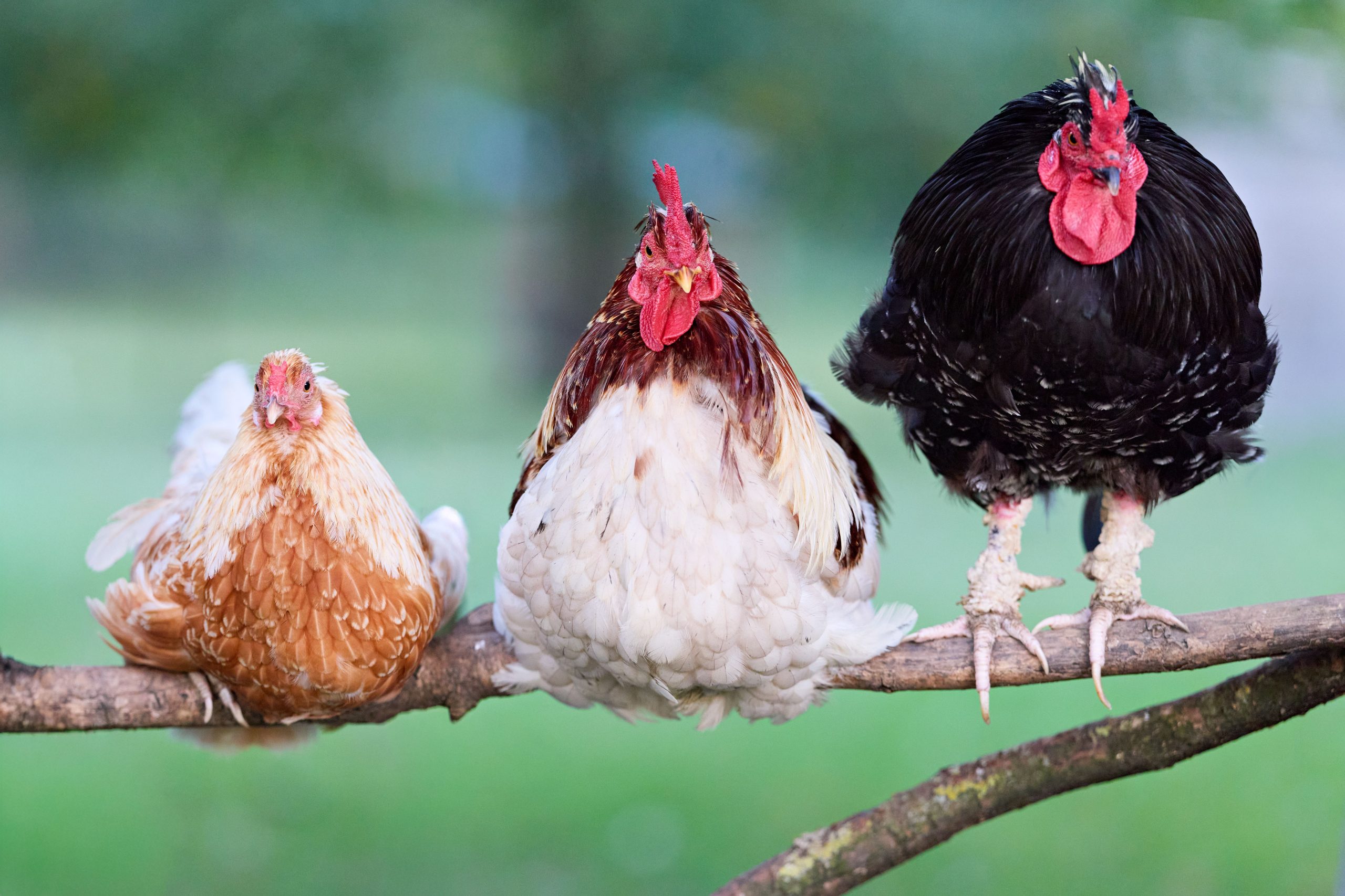 Trois poules de races différentes perchées ensemble sur une branche