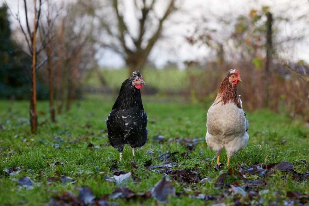 deux poules dans un jardin