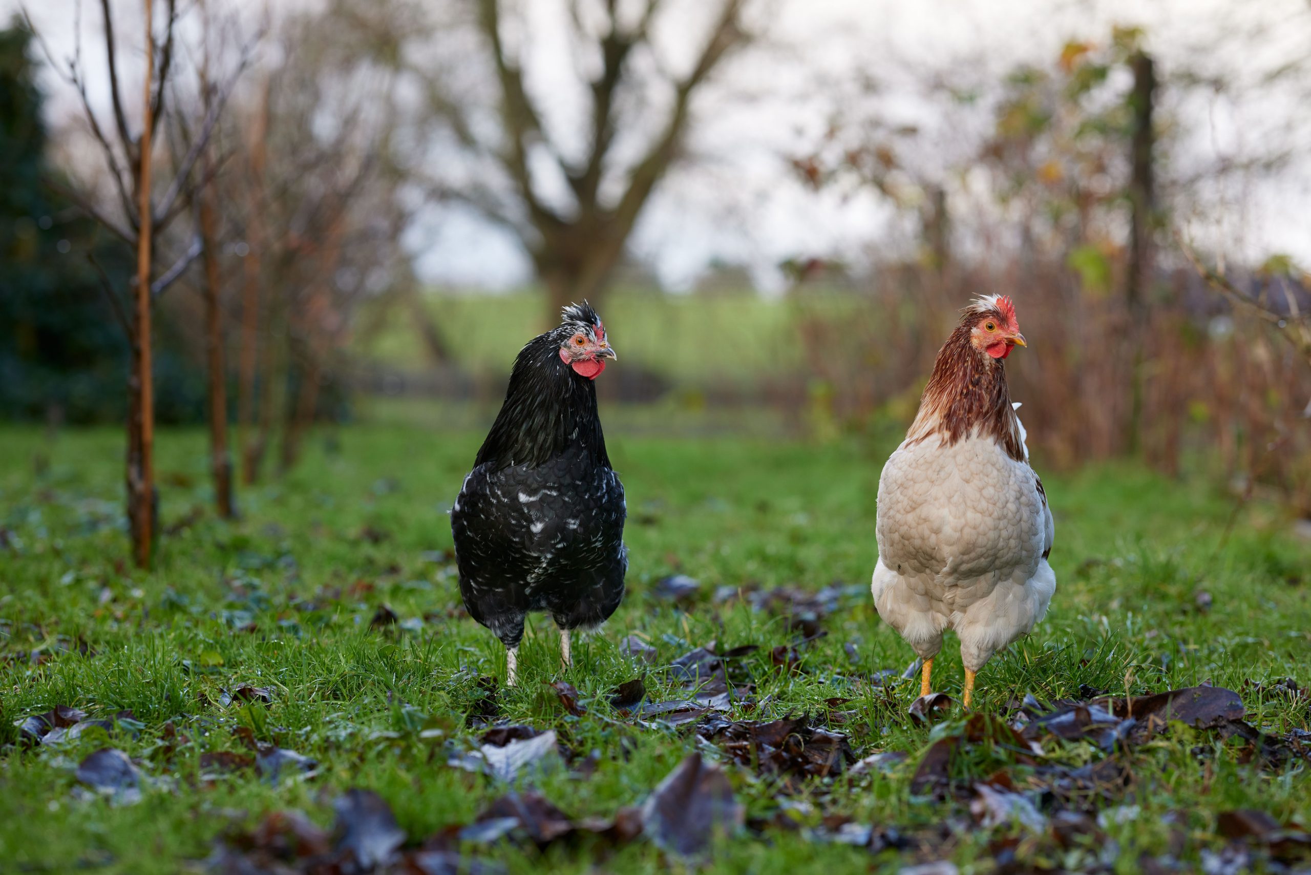 Deux poules en liberté dans l'herbe — le groupe minimum pour bien démarrer