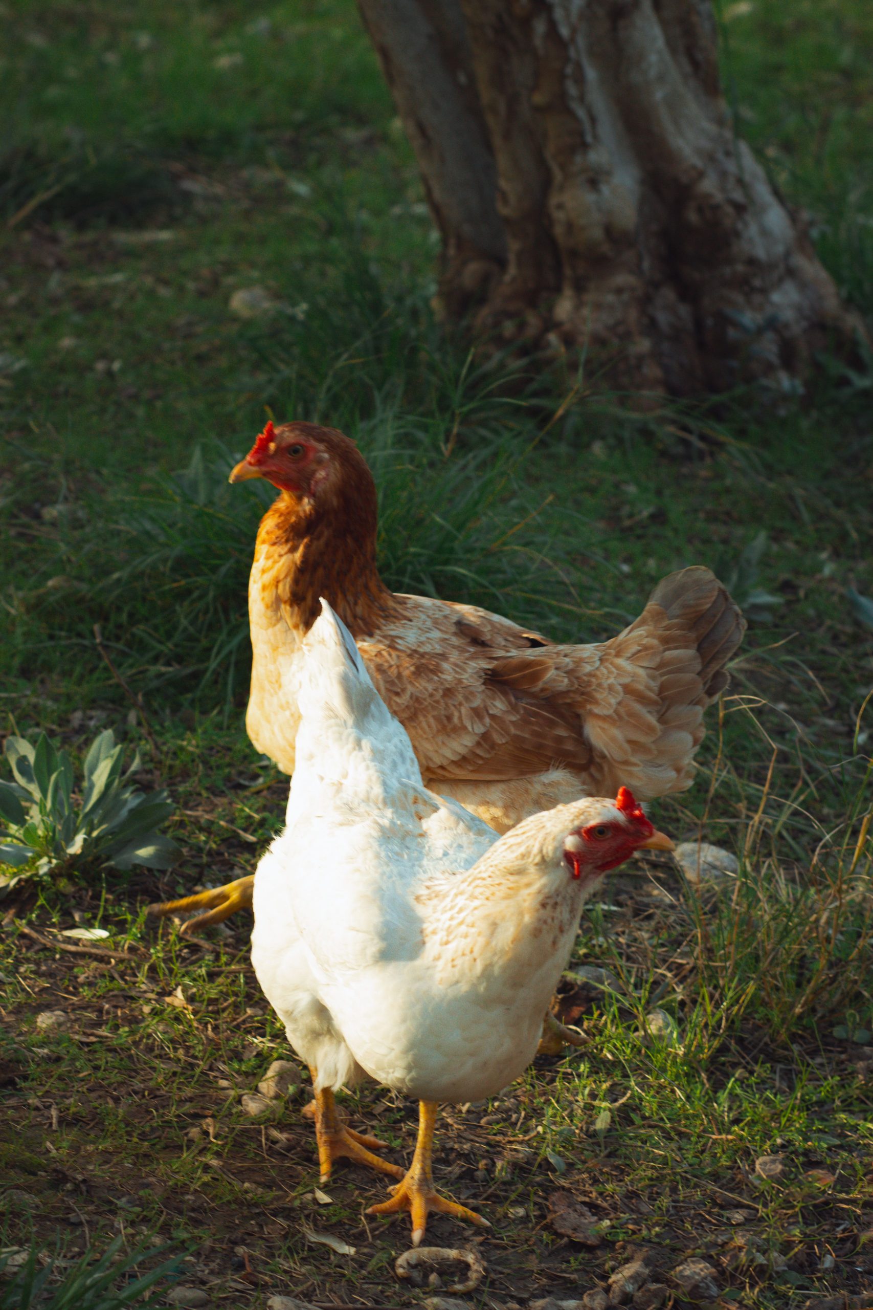 Deux poules en liberté dans un jardin