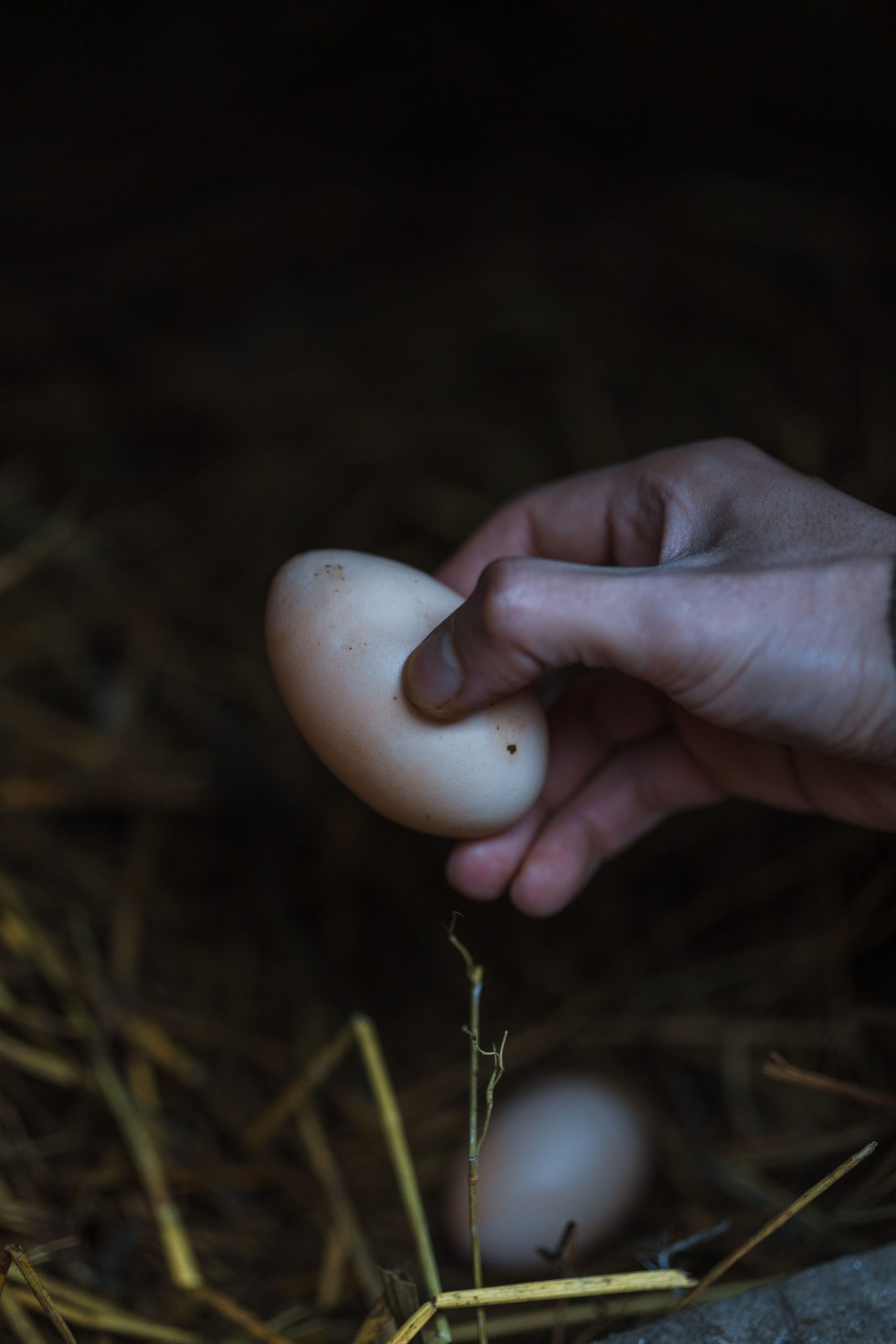 Main qui ramasse un œuf frais dans la paille d'un poulailler